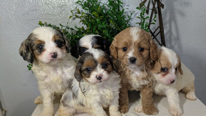CAVAPOO (02/17) FEMALE