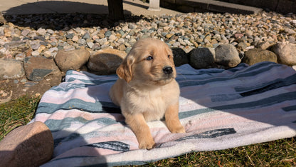 GOLDEN RETRIEVER (02/01) FEMALE