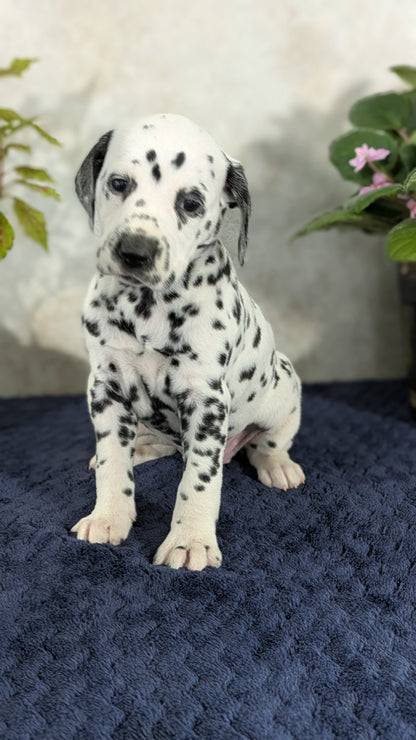 DALMATIAN (02/14) FEMALE