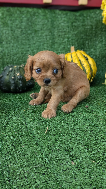 CAVALIER (08/12) MALE