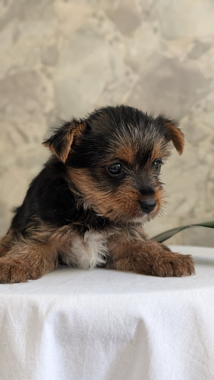 YORKSHIRE TERRIER (APR 26) FEMALES