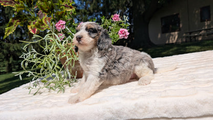 MINI BERNEDOODLE (06/11) FEMALE