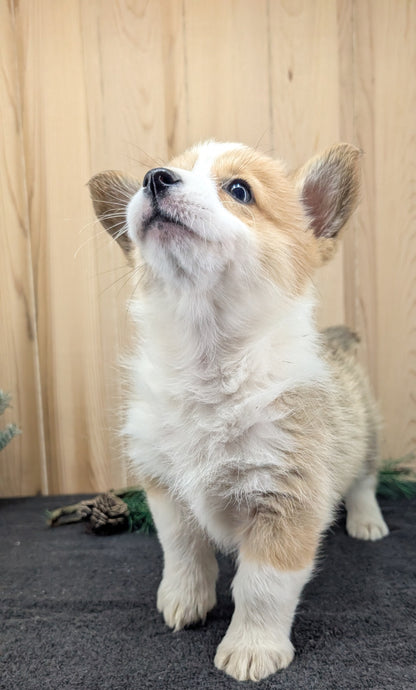 CORGI (09/17) FEMALE
