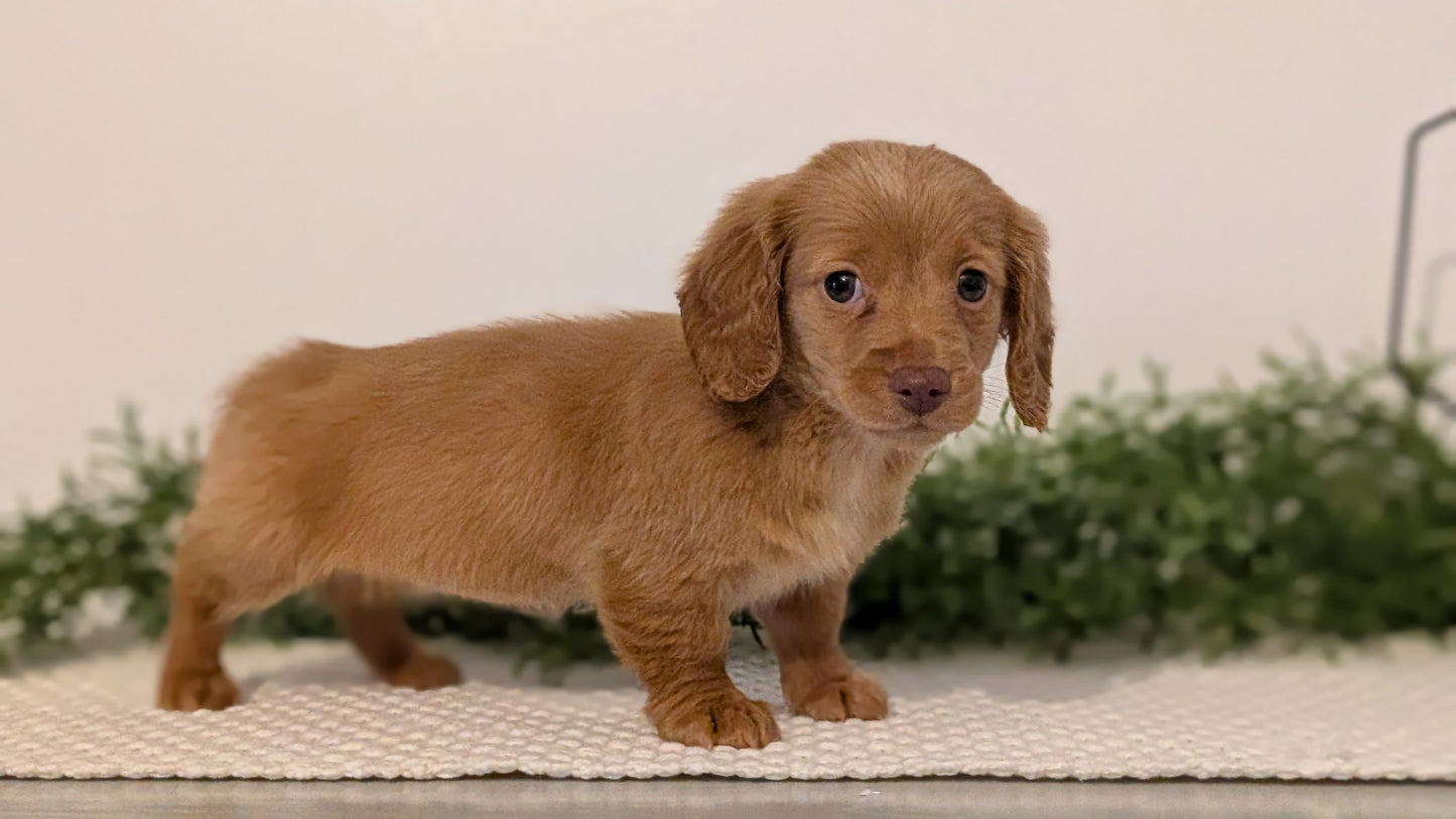 MINI DACHSHUND (JAN 01) FEMALES