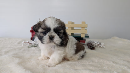 SHIH TZU (DEC 03) FEMALE