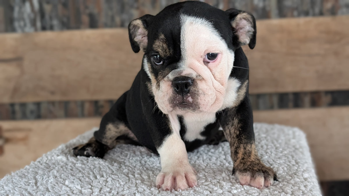 ENGLISH BULLDOG (JUN 29) 1 FEMALE/1 MALE