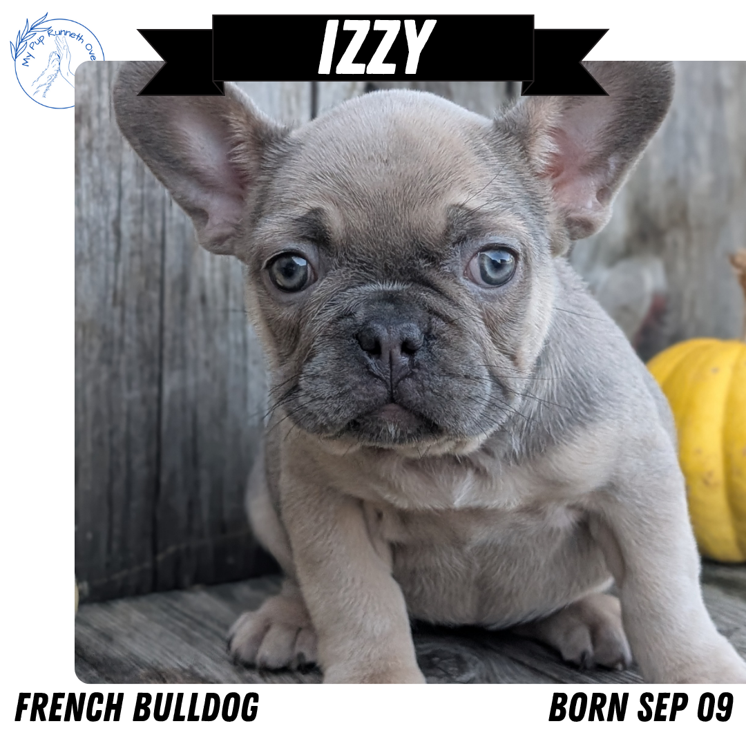 FRENCH BULLDOG (09/09) FEMALE