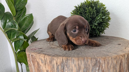 MINI DACHSHUND (09/22) FEMALE