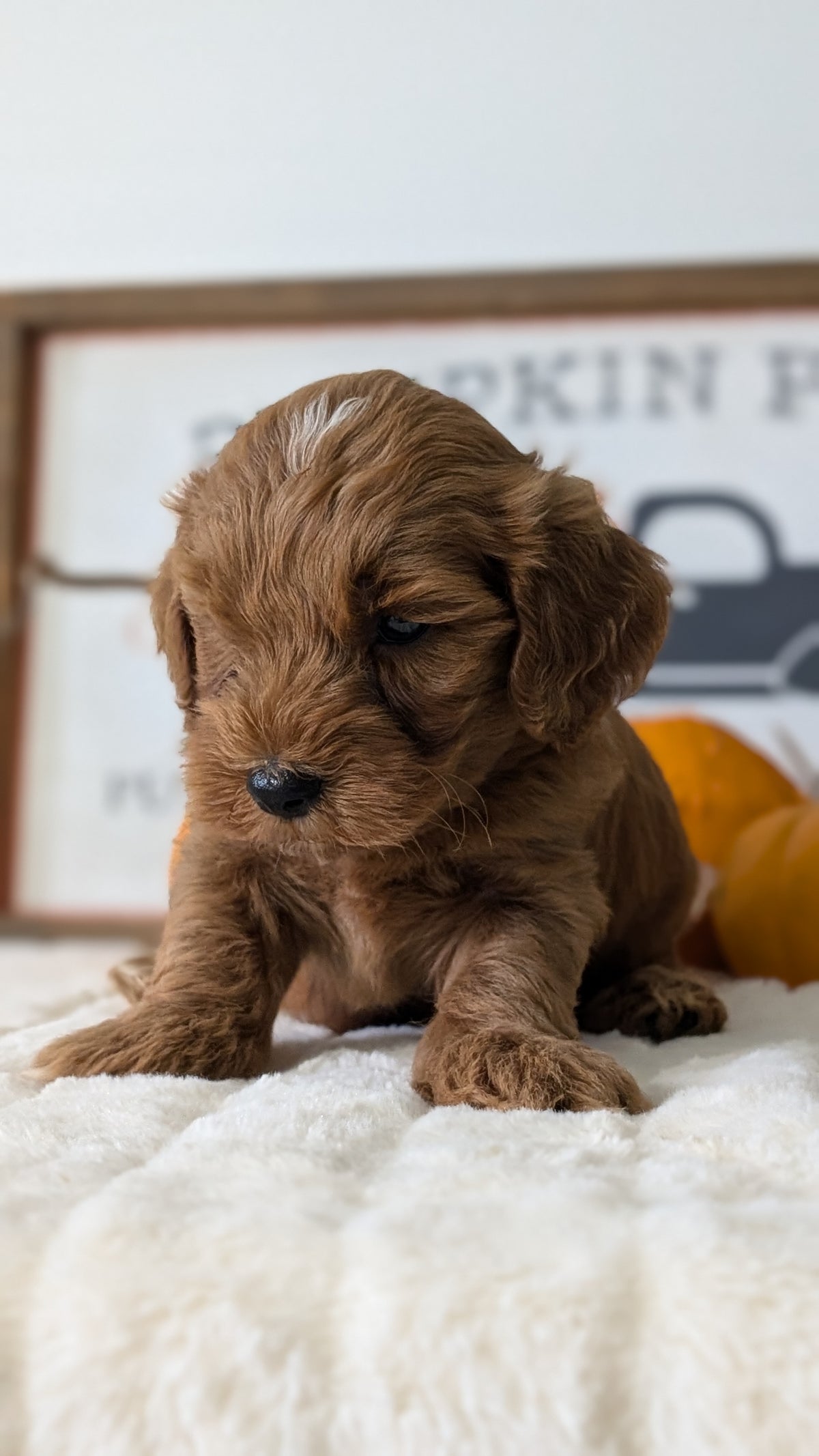 MINI GOLDENDOODLE (AUG 13) 6 MALES/3 FEMALES