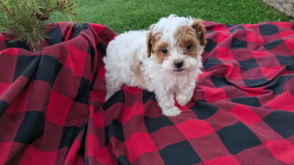 CAVAPOO (10/03) FEMALE