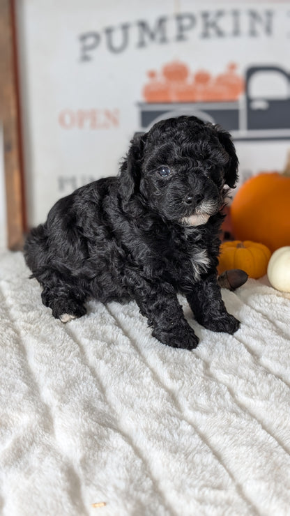 MINI POODLE (09/12) FEMALE