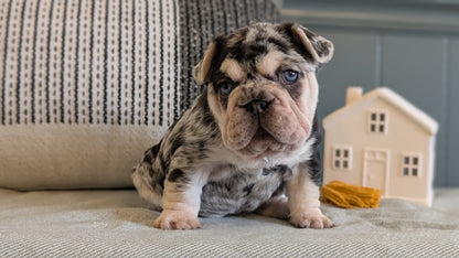 FRENCH BULLDOG (JAN 09) FEMALES