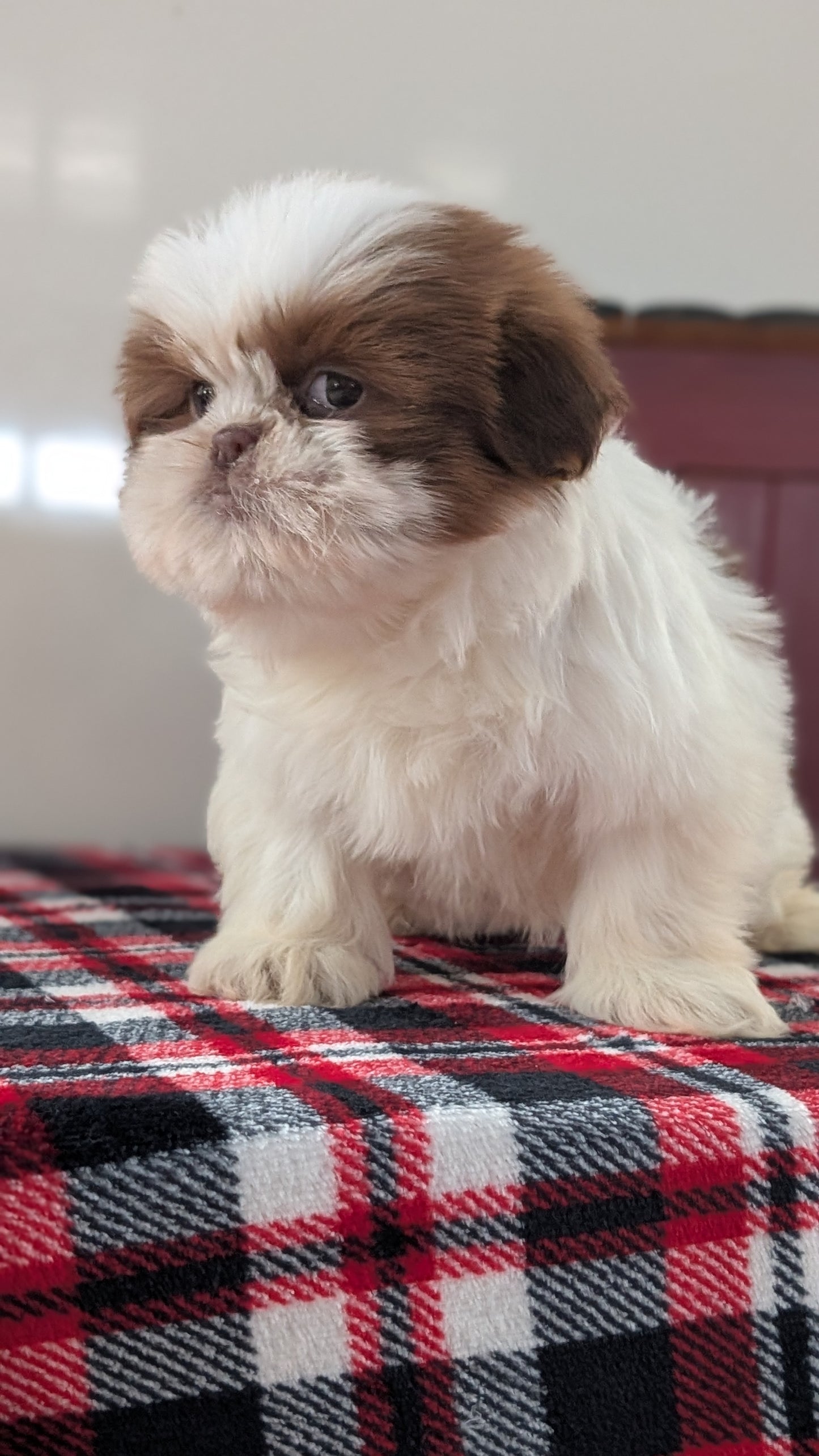 SHIH TZU (DEC 10) MALES