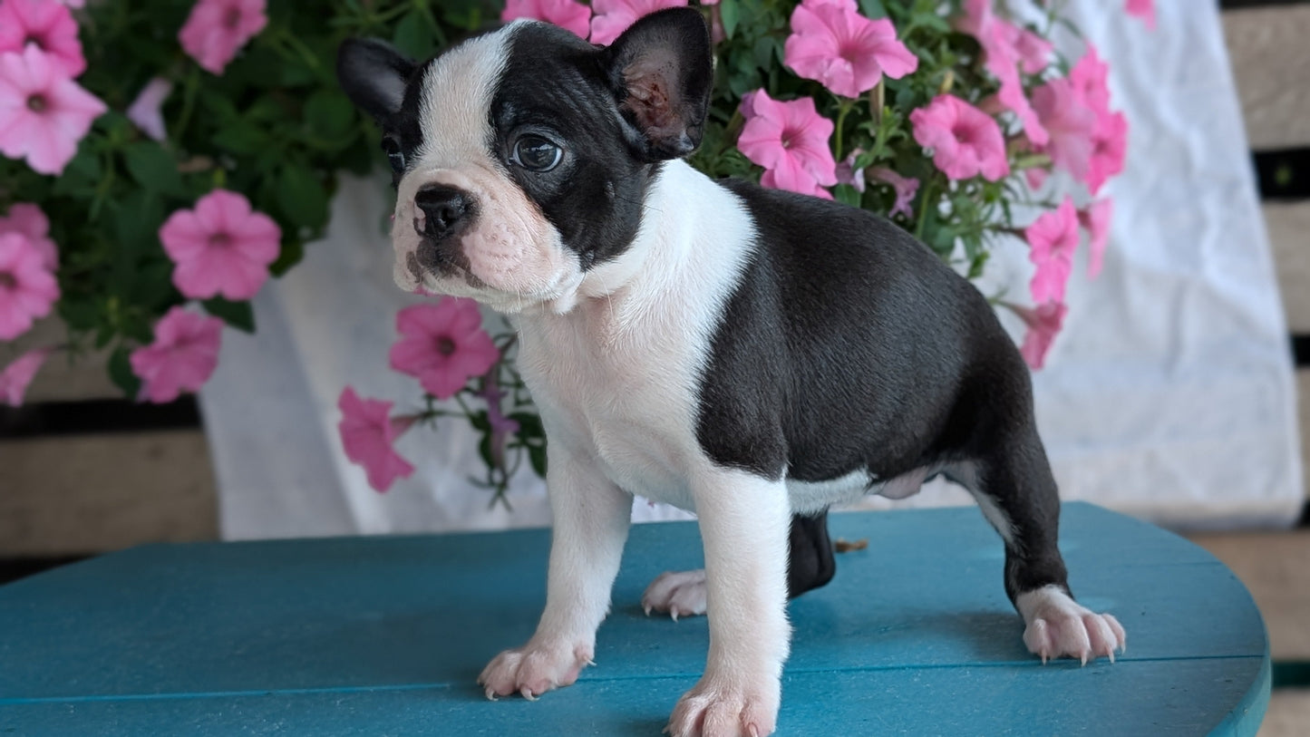 BOSTON TERRIER (06/29) FEMALE
