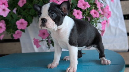 BOSTON TERRIER (06/29) FEMALE
