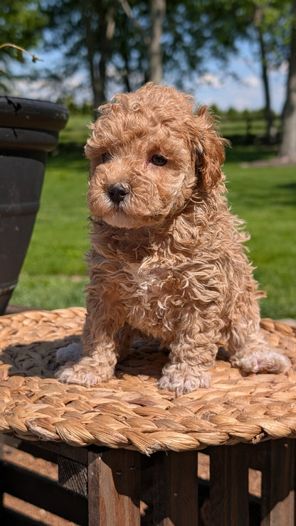 MINI POODLE (APR 03) FEMALES
