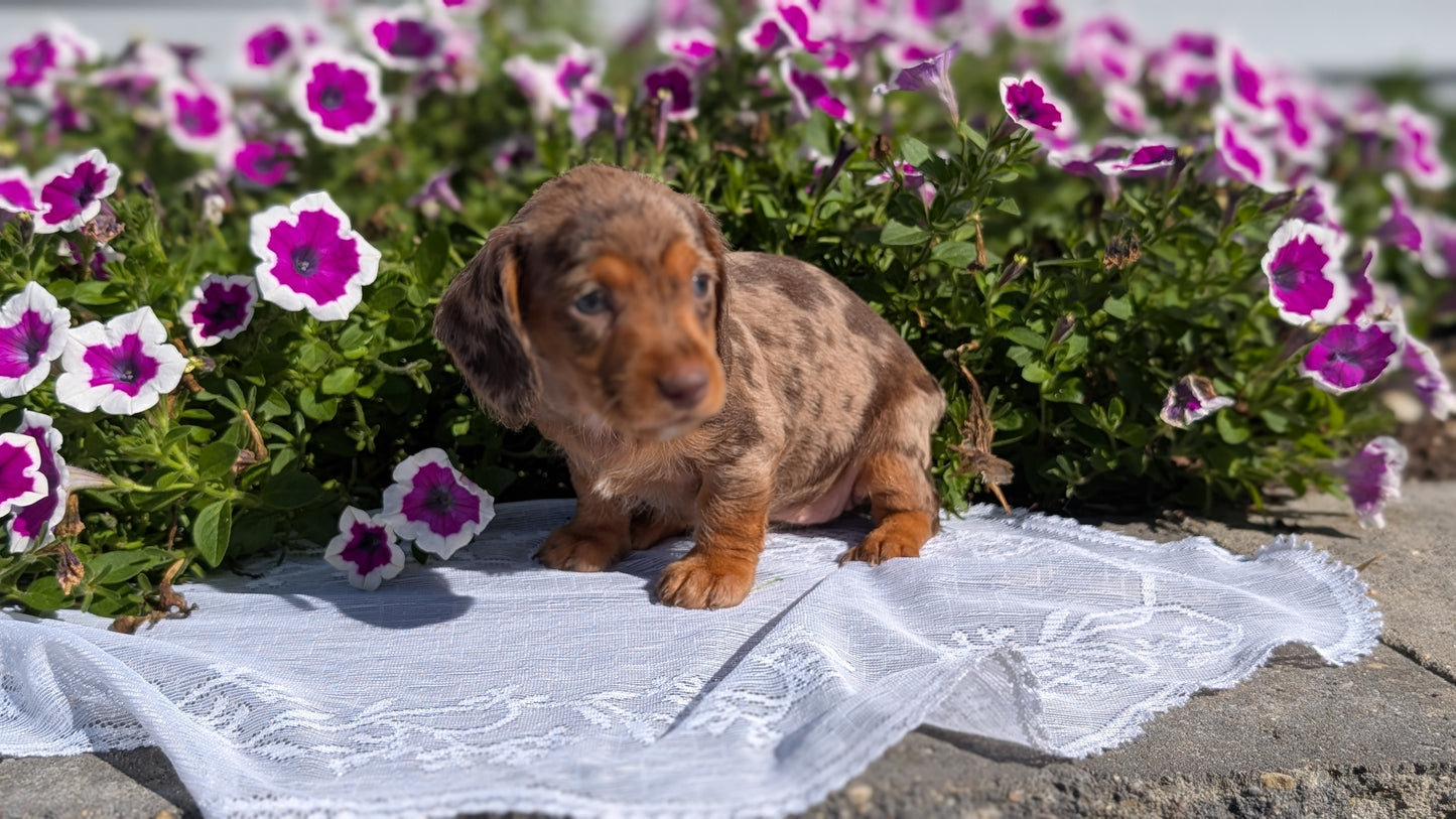 MINI DACHSHUND (08/19) FEMALE