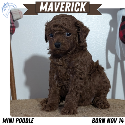 MINI POODLE (NOV 14) MALES