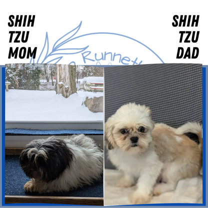 SHIH TZU (05/17) MALE