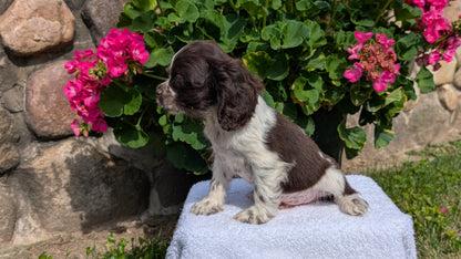 COCKER SPANIEL (07/16) MALE
