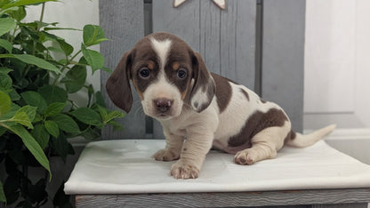 MINI DACHSHUND (MAR 23) MALES