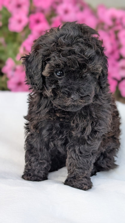 TOY POODLE (JUL 27) 1 MALE