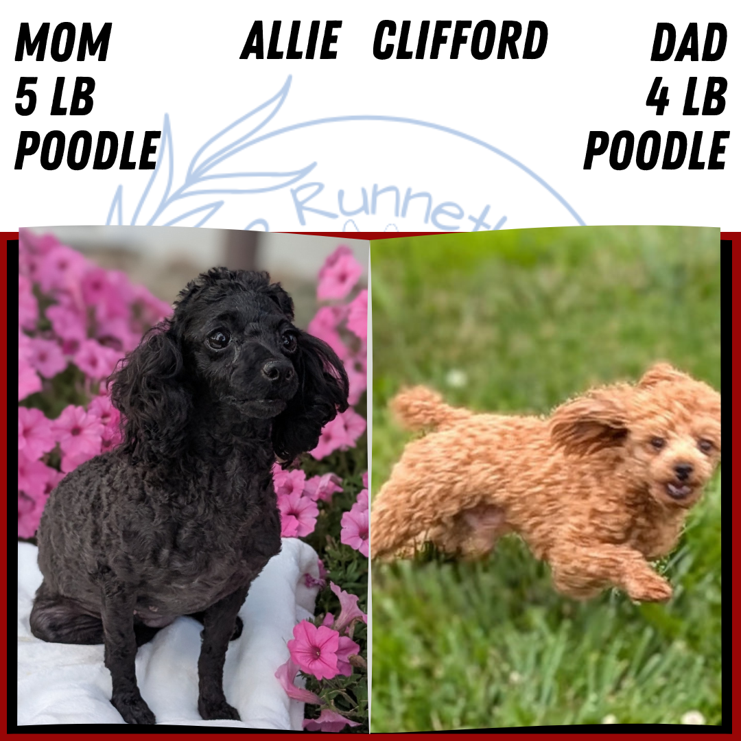 TOY POODLE (JUL 27) 1 MALE