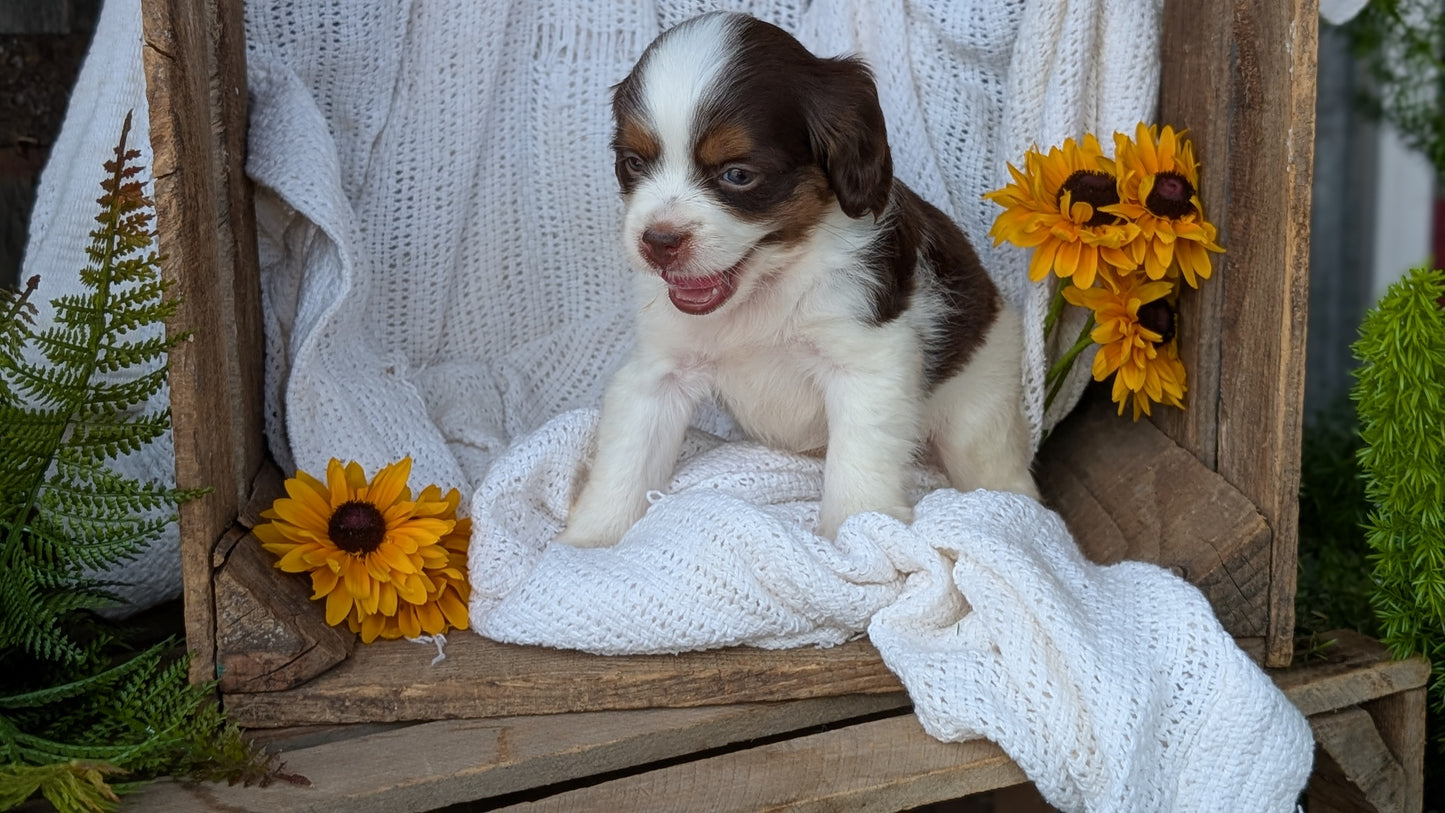 COCKAPOO (06/02) FEMALE