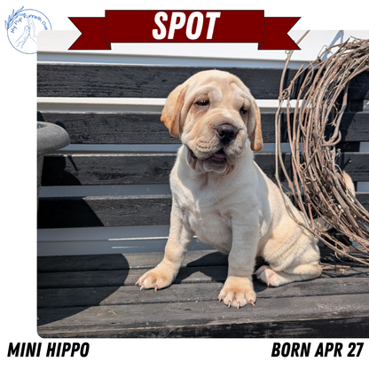 MINI HIPPO (04/27) MALE