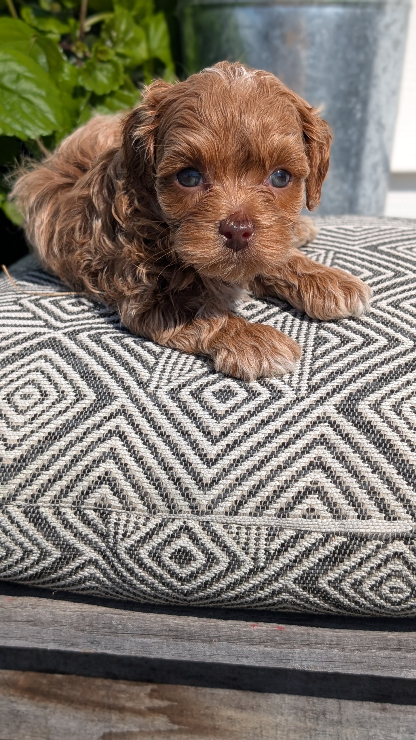 COCKAPOO (08/03) FEMALE