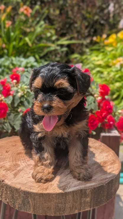 YORKIPOO (MAY 26) MALES