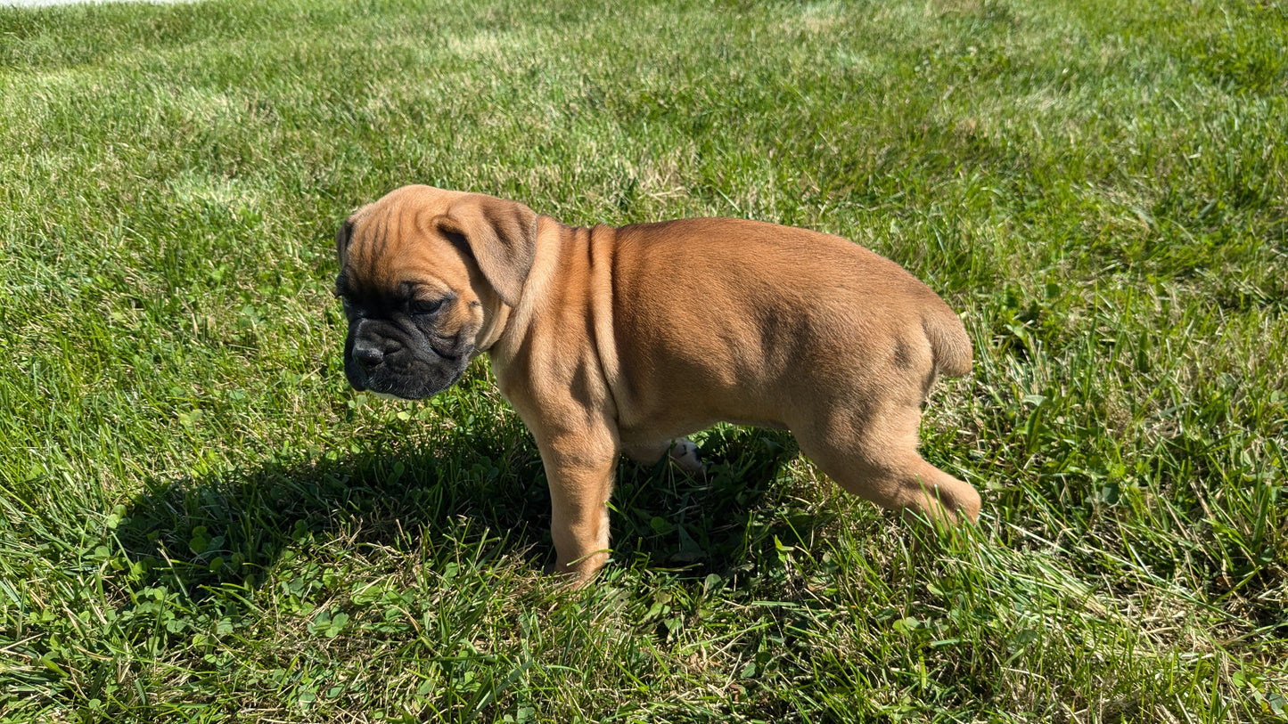 BOXER (08/27) FEMALE