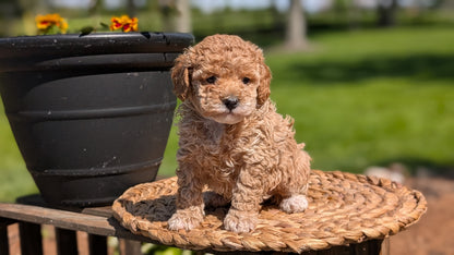 MINI POODLE (APR 03) FEMALES