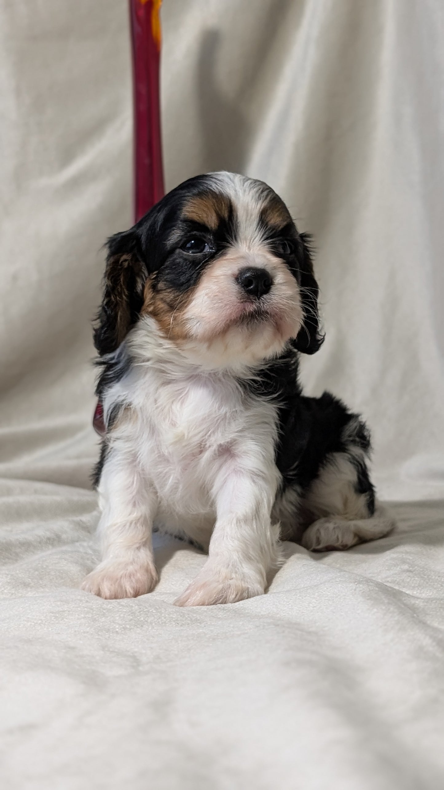 CAVALIER (DEC 03) FEMALES