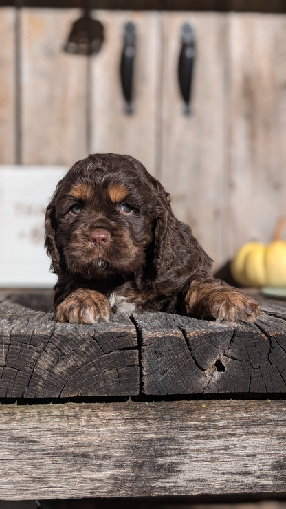 COCKER SPANIEL (09/21) MALE