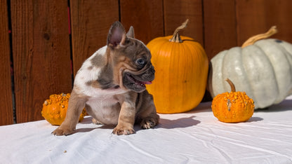 FRENCH BULLDOG (08/12) MALE