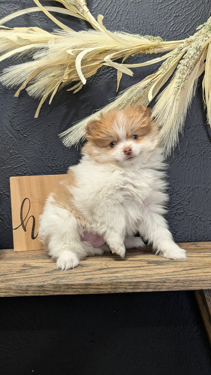POMERANIAN (NOV 23) MALE