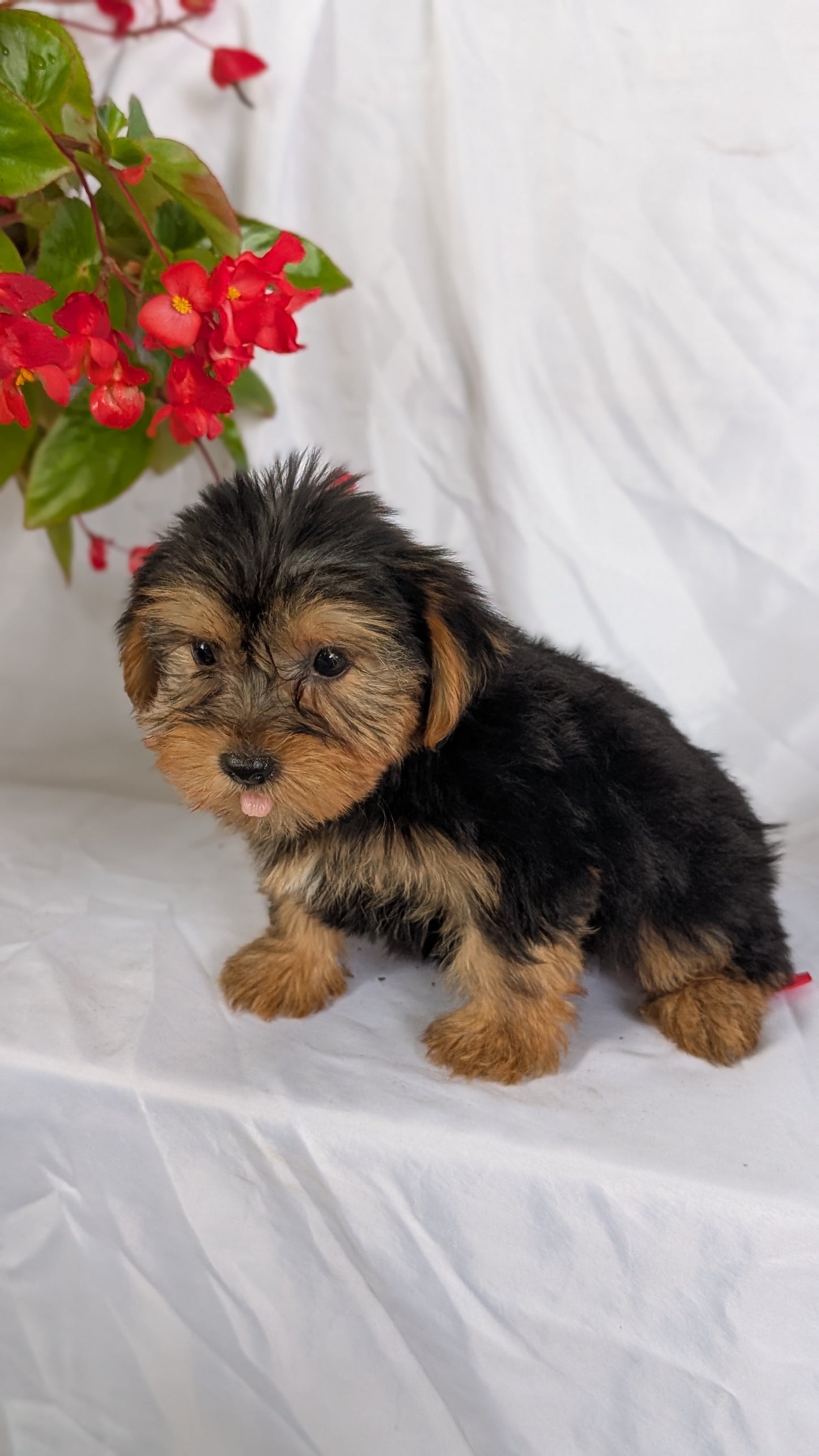 YORKSHIRE TERRIER (06/14) MALE