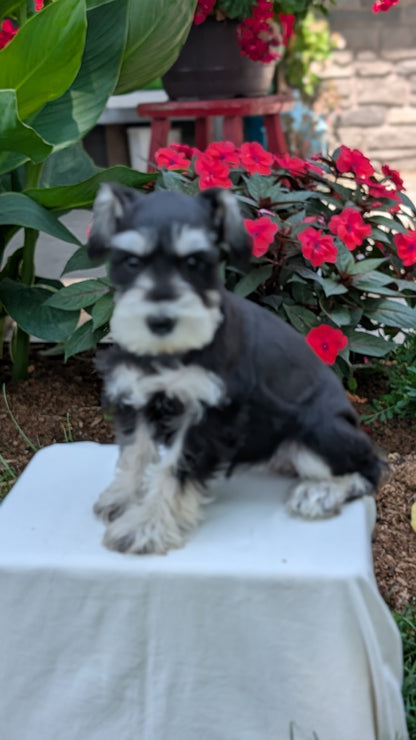 MINI SCHNAUZER (05/29) FEMALE