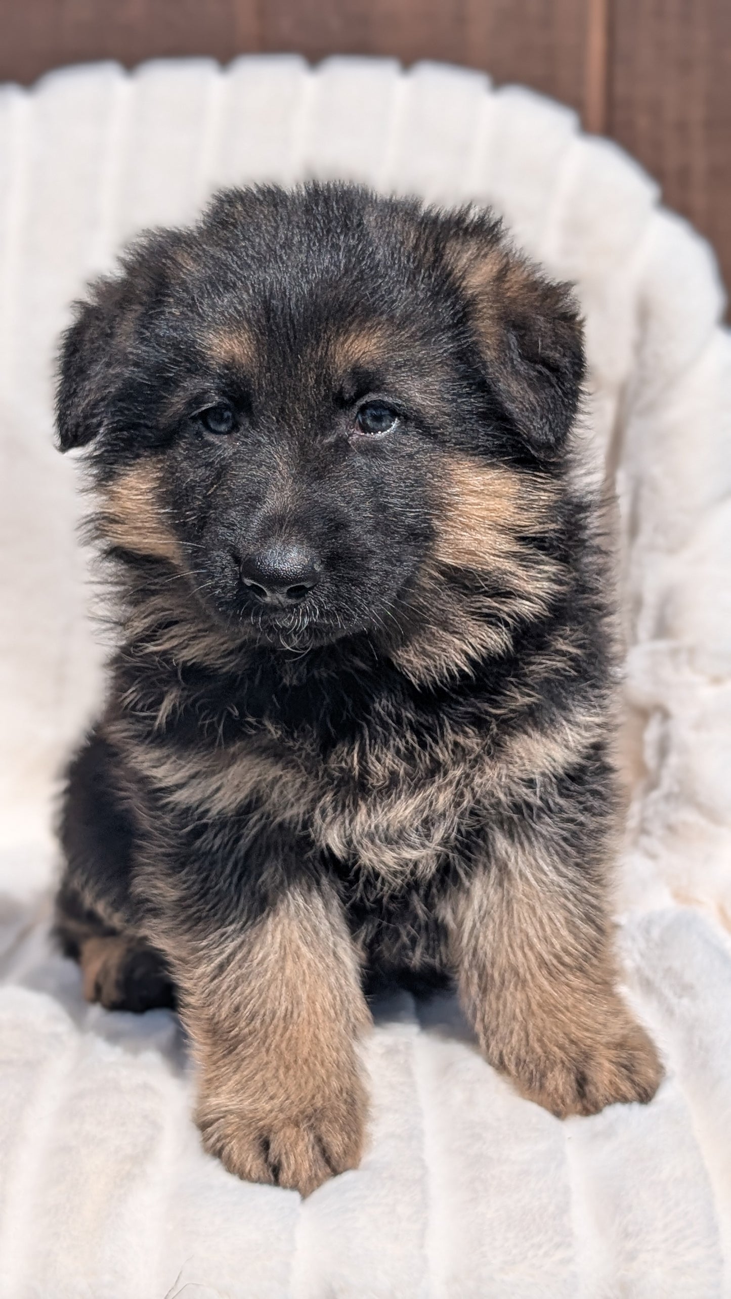 GERMAN SHEPHERD (MAR 28) MALES