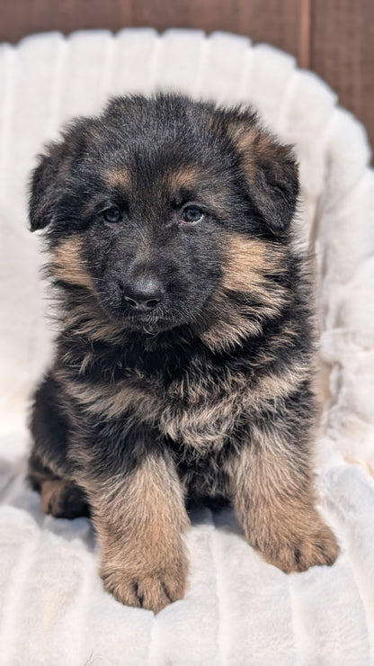 GERMAN SHEPHERD (MAR 28) MALES