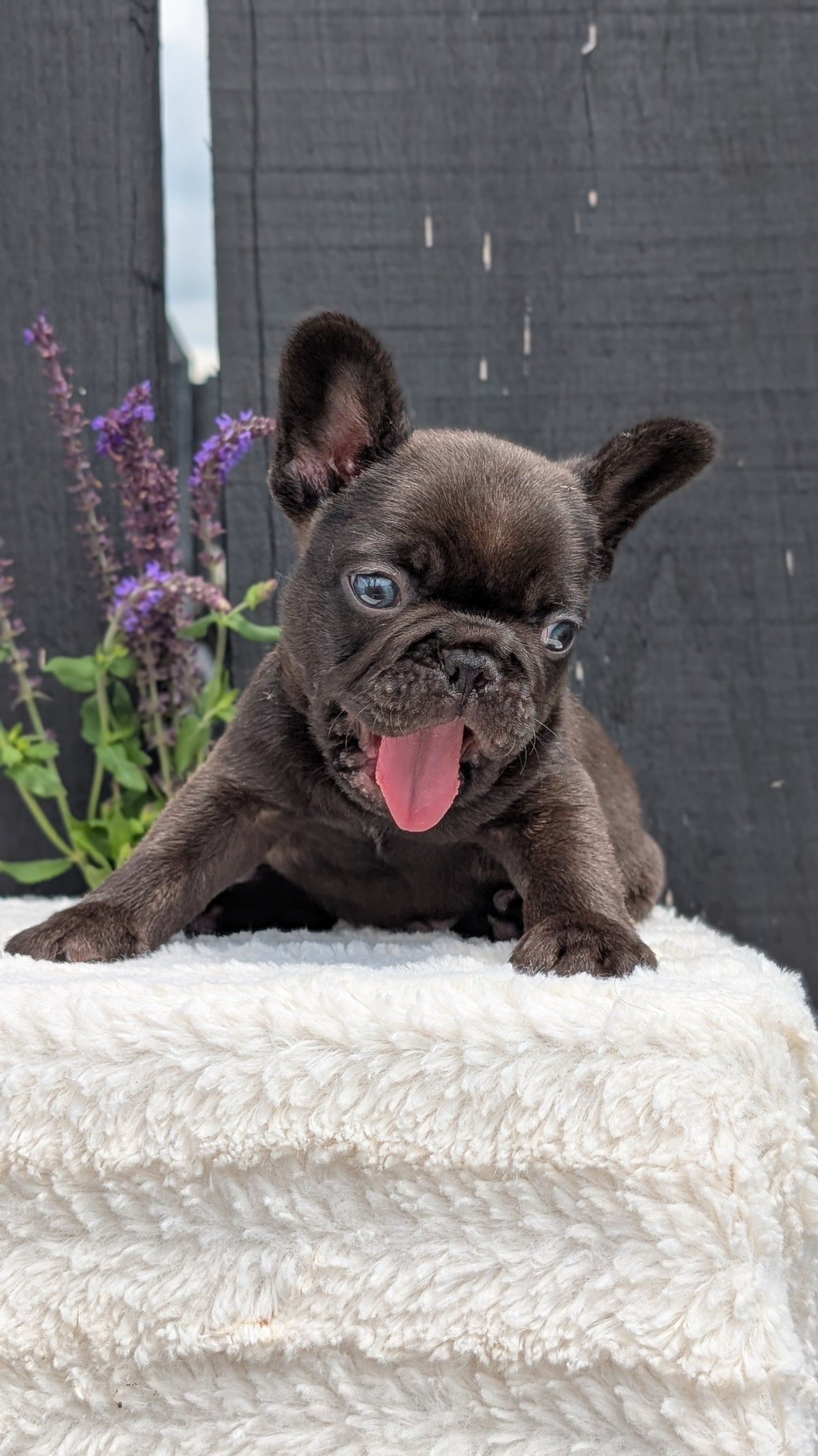 FRENCH BULLDOG (APR 24) MALES