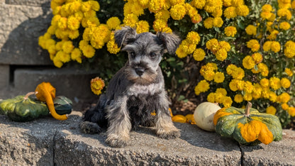 MINI SCHNAUZER (08/21) FEMALE