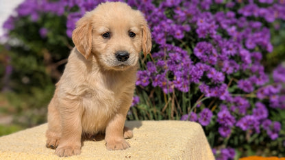 GOLDEN RETRIEVER (08/14) MALE