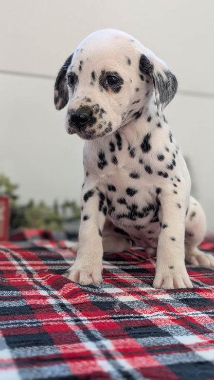DALMATIAN (OCT 26) FEMALES