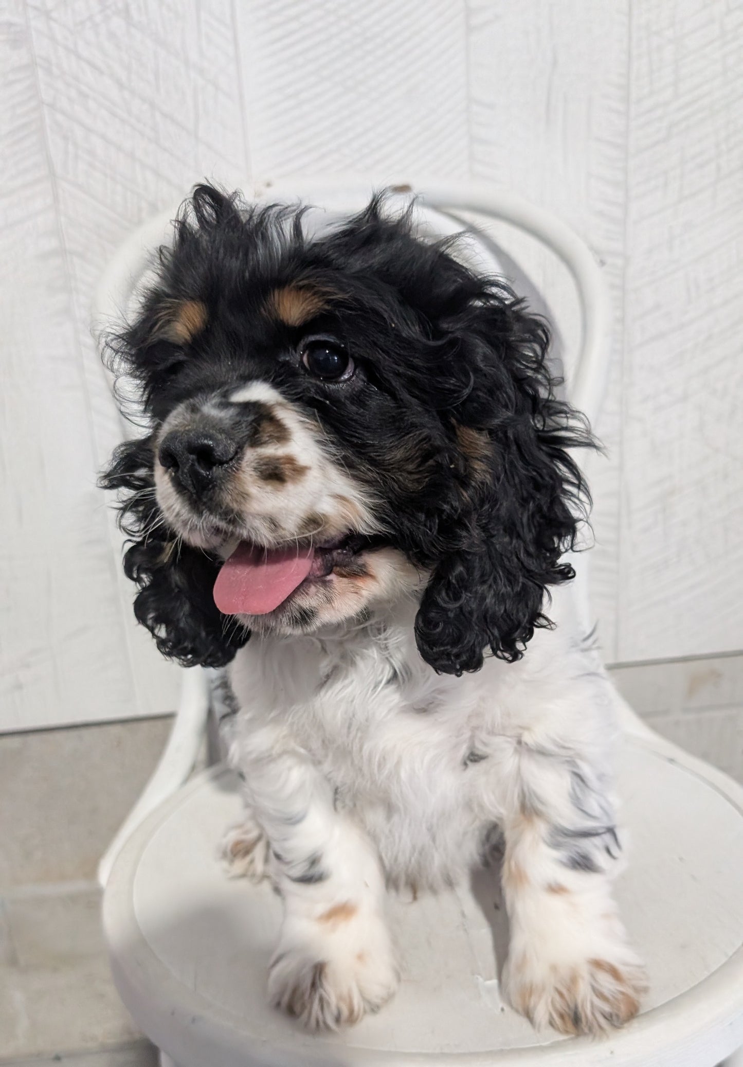COCKER SPANIEL (09/19) MALE