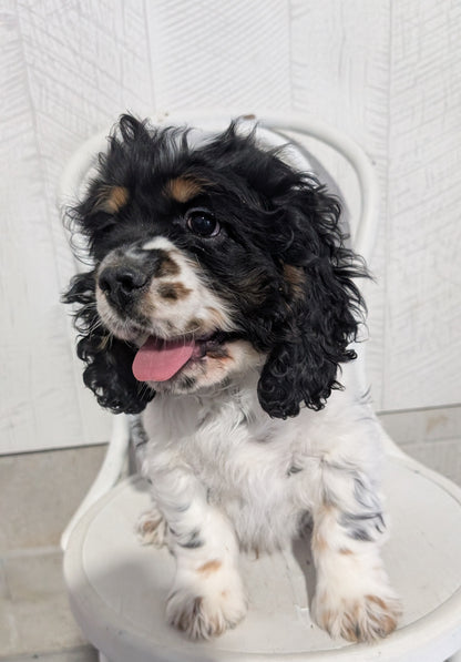 COCKER SPANIEL (09/19) MALE