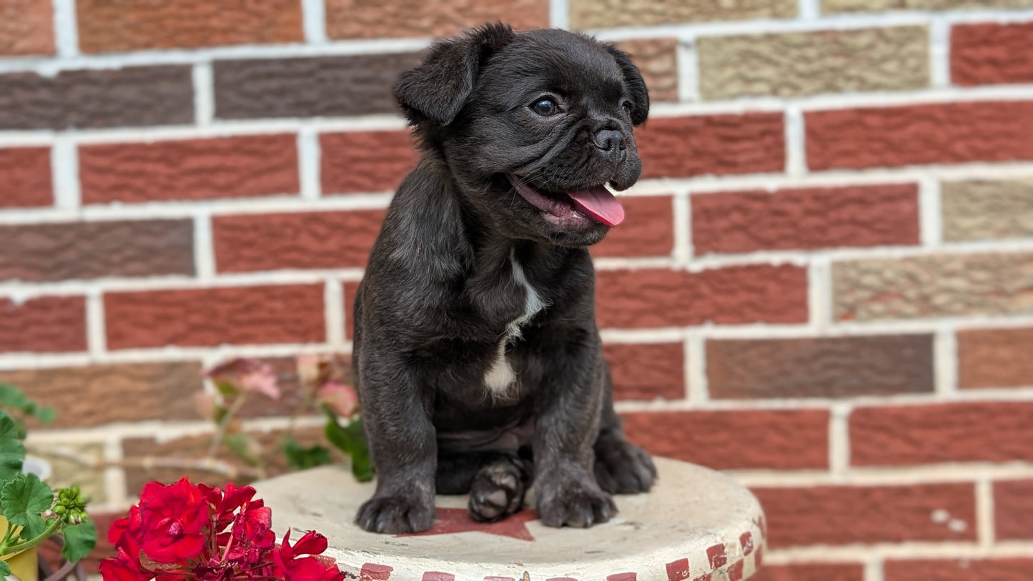 FRENCH BULLDOG (MAR 09) FEMALES