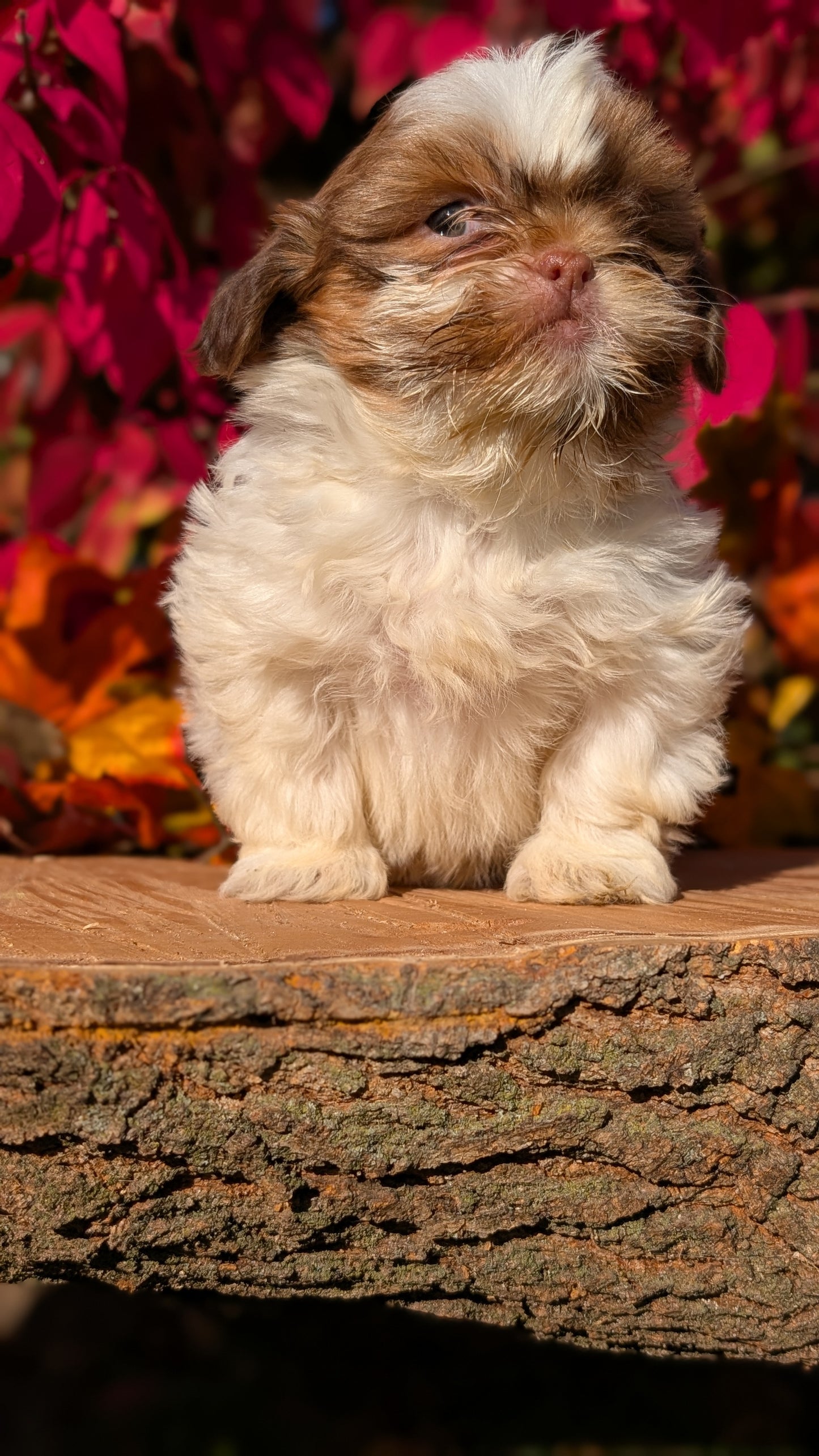 SHIH TZU (09/03) FEMALE