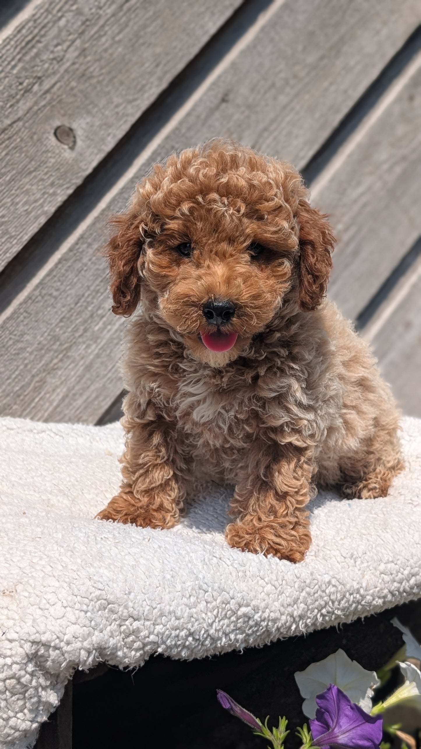 MINI POODLE (MAY 12) MALES